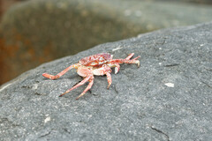 Grapsus