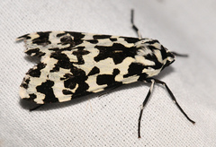Eucereon tigrata