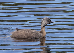 Poliocephalus poliocephalus