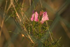 Antirrhinum