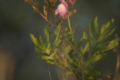 Antirrhinum
