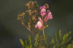 Antirrhinum