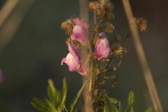 Antirrhinum