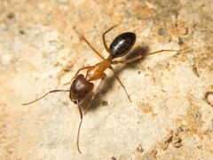 Camponotus sylvaticus