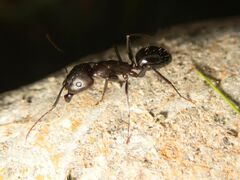 Camponotus sylvaticus