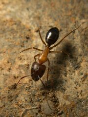 Camponotus sylvaticus