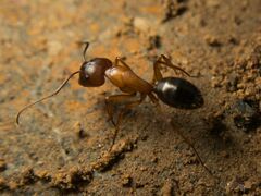 Camponotus sylvaticus