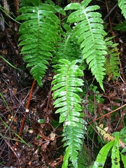 Cranfillia deltoides