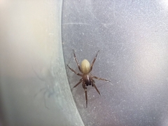 Septentrinna bicalcarata