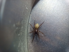 Septentrinna bicalcarata