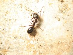 Camponotus sylvaticus