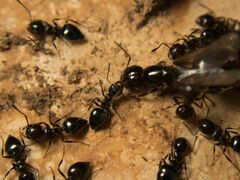 Crematogaster auberti