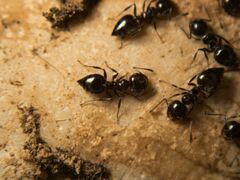 Crematogaster auberti