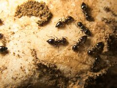 Crematogaster auberti