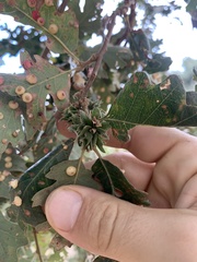 Andricus wiltzae