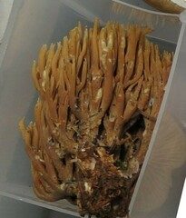 Ramaria murrillii