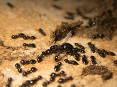 Crematogaster auberti