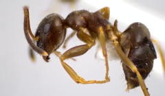 Lasius americanus