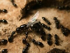 Crematogaster auberti