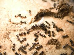 Crematogaster auberti