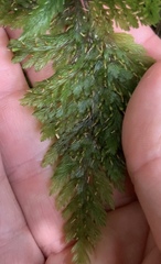 Abrodictyum elongatum