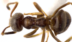 Lasius americanus