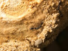Tapinoma