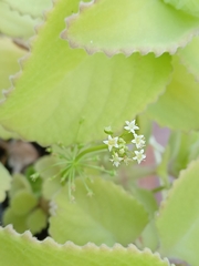Hydrocotyle umbellata