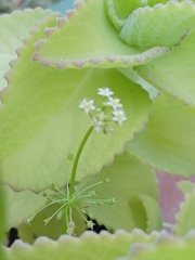Hydrocotyle umbellata