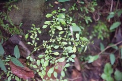 Pilea microphylla