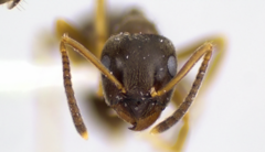Lasius americanus