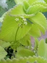 Hydrocotyle umbellata