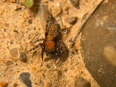 Salticidae