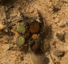 Salticidae