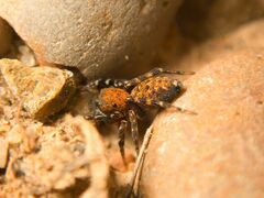 Salticidae