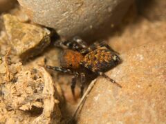 Salticidae