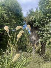 Austroderia richardii