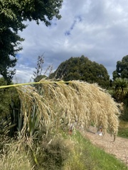 Austroderia richardii