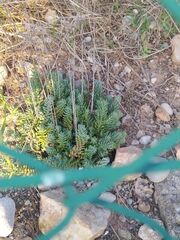 Petrosedum sediforme