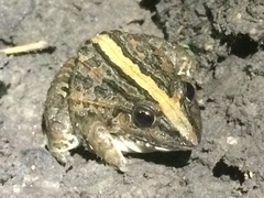Leptodactylus fuscus