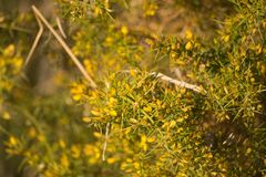 Ulex