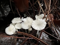 Marasmius calhouniae
