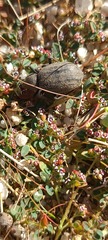 Craniotus pubescens