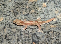 Lucasium steindachneri