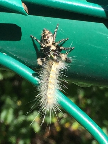 Fall webworm