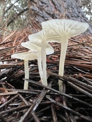 Marasmius calhouniae