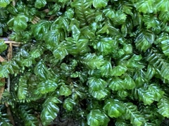 Plagiochila porelloides
