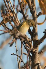 Phylloscopus