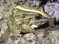 Leptodactylus fuscus