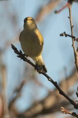 Phylloscopus